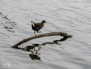 Moorhen – Kokoszka